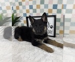 Small #2 German Shepherd Dog