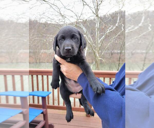 Medium Photo #1 Labrador Retriever Puppy For Sale in ROBINSON, PA, USA
