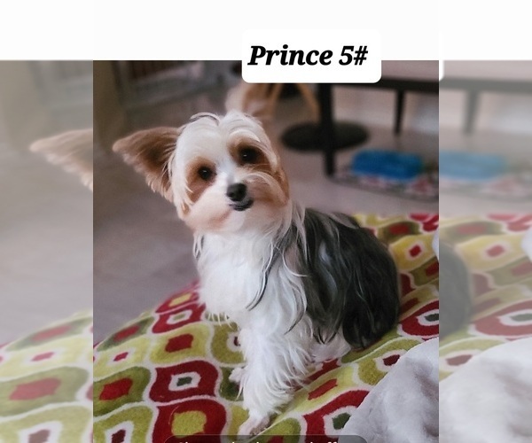 Medium Photo #10 Yorkshire Terrier Puppy For Sale in FT WORTH, TX, USA