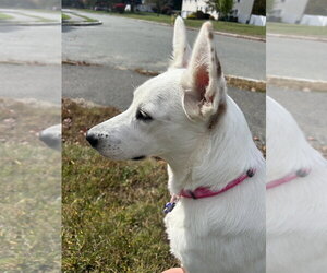 Carmen San Diego - Female Border Collie-Unknown Mix Dog for Adoption - Photo #3
