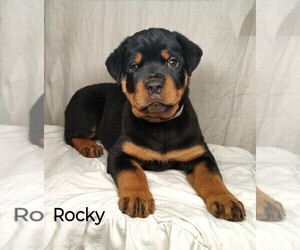 Rottweiler Puppy for Sale in TABLE GROVE, Illinois USA