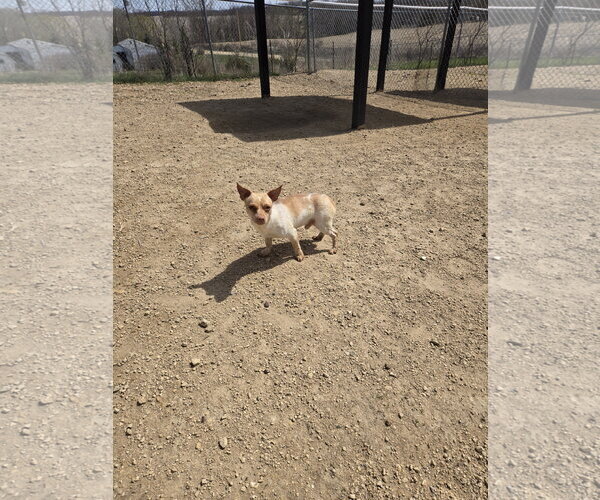 Medium Photo #1 Mutt Puppy For Sale in Maquoketa, IA, USA