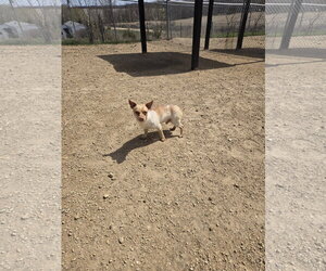 Mutt Dogs for adoption in Maquoketa, IA, USA