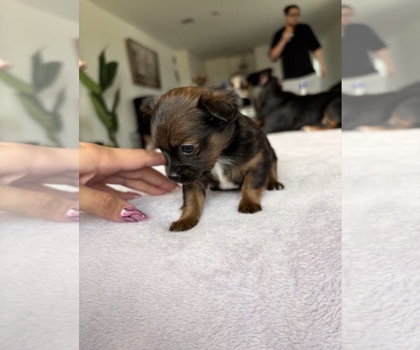 Medium Photo #3 Chihuahua Puppy For Sale in SAN ANTONIO, TX, USA