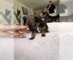 Small Photo #3 Chihuahua Puppy For Sale in SAN ANTONIO, TX, USA