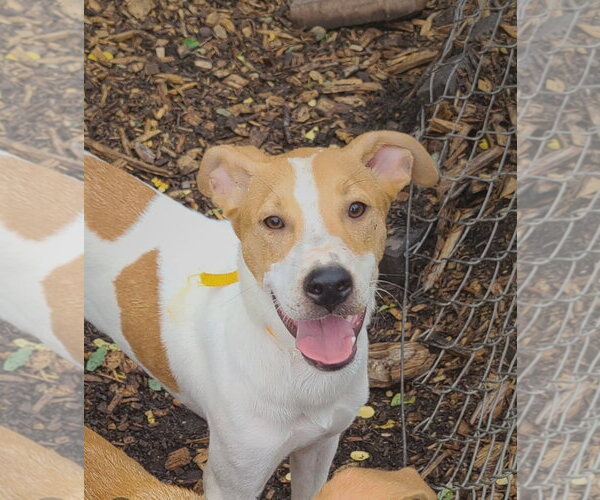 Medium Photo #2 Mutt Puppy For Sale in Bloomingdale, NJ, USA