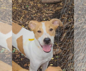 Jagger - Male Mutt Dog for Adoption - Photo #2