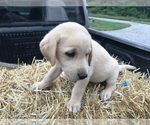Small Photo #6 Labrador Retriever Puppy For Sale in CROSS TIMBERS, MO, USA