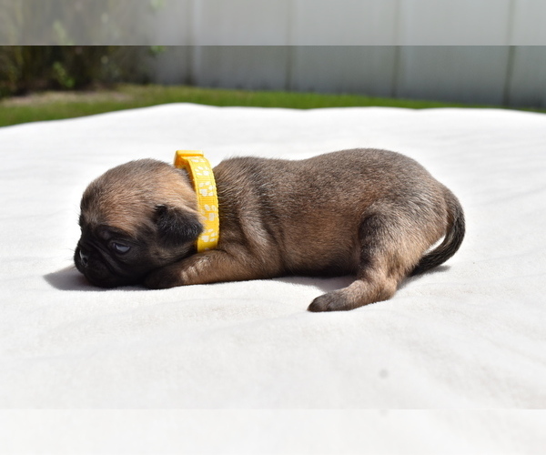 Medium Photo #3 Pug Puppy For Sale in PALM COAST, FL, USA