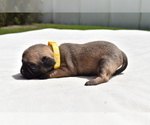 Small #2 Pug