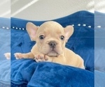 Small Photo #9 French Bulldog Puppy For Sale in LOS ALTOS HILLS, CA, USA