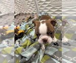 Puppy Onyx Boston Terrier
