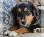 Small Australian Shepherd
