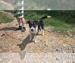 Small #1 Mutt