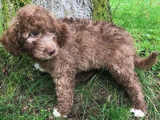 Poodle (Standard) Puppy for sale in BELLVILLE, OH, USA