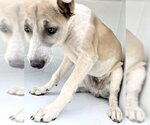 Small Labrador Retriever Mix