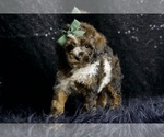 Small #5 Poodle (Miniature)
