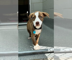 Mutt Dogs for adoption in Waterford, VA, USA