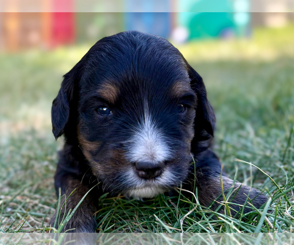 Medium Photo #1 Bernedoodle (Miniature) Puppy For Sale in ROY, UT, USA