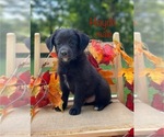Small #3 Mutt-Poodle (Miniature) Mix