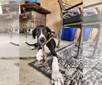 Small #3 Great Dane