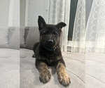 Small Photo #3 German Shepherd Dog Puppy For Sale in CLINTON TOWNSHIP, MI, USA