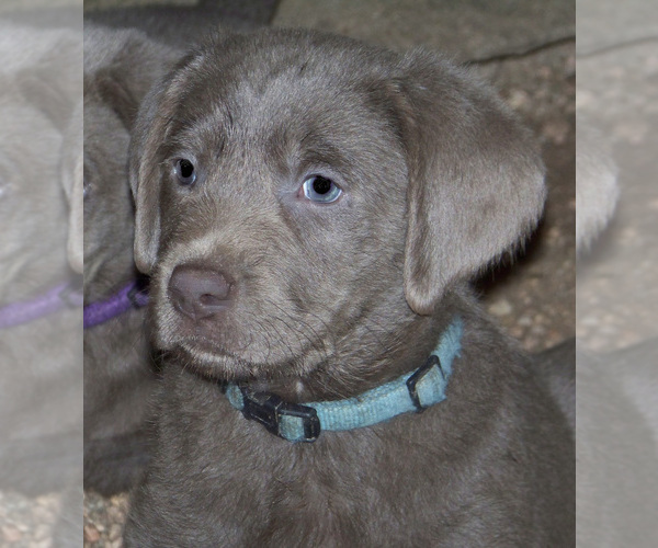 Medium Photo #1 Labrador Retriever Puppy For Sale in LITTLETON, CO, USA