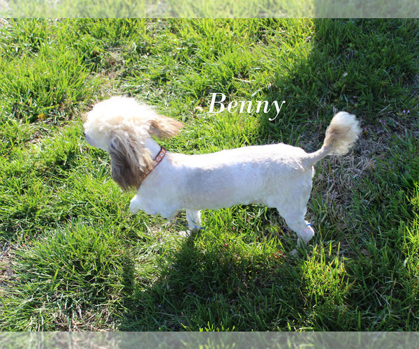 Medium Photo #29 Poodle (Toy) Puppy For Sale in CHANUTE, KS, USA