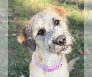 Anatolian Shepherd-Unknown Mix Dogs for adoption in Canton, CT, USA