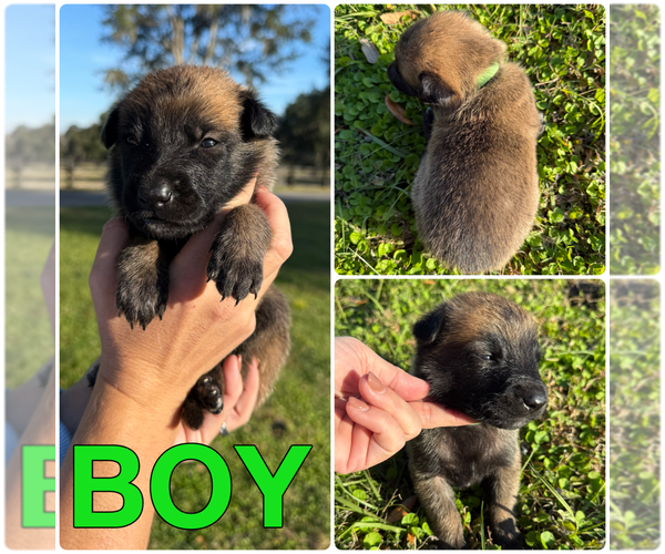 Medium Photo #3 Belgian Malinois Puppy For Sale in WILLISTON, FL, USA