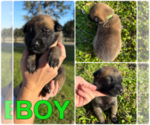 Small #2 Belgian Malinois