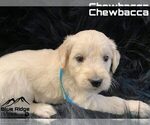 Small Photo #19 Goldendoodle Puppy For Sale in COLONIAL HEIGHTS, TN, USA