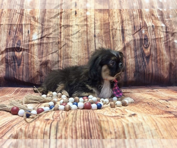 Medium Photo #6 Pekingese Puppy For Sale in RIPLEY, MS, USA