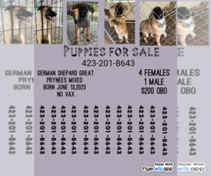 German Shepherd Dog-Great Pyrenees Mix Puppy for sale in LA FOLLETTE, TN, USA