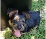 Small Photo #31 Yorkshire Terrier Puppy For Sale in NEVADA, TX, USA