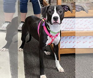 American Pit Bull Terrier-Unknown Mix Dogs for adoption in Mundelein, IL, USA