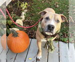 Small #1 American Pit Bull Terrier Mix