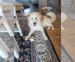 Small #2 Great Pyrenees