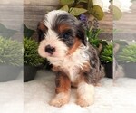 Small Photo #9 Cavapoo Puppy For Sale in CARLISLE, KY, USA