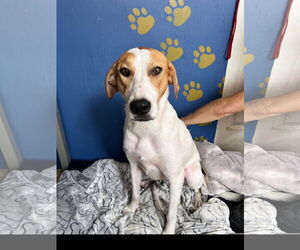 English Foxhound-Unknown Mix Dogs for adoption in Tracy City, TN, USA
