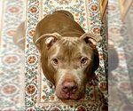 Small #13 American Staffordshire Terrier Mix