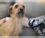 Small #1 Chihuahua Mix