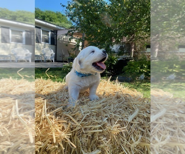 Medium Photo #14 English Cream Golden Retriever Puppy For Sale in ARCHBALD, PA, USA