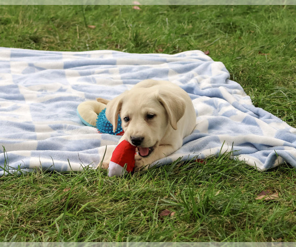 Medium Photo #5 Labrador Retriever Puppy For Sale in SYRACUSE, IN, USA