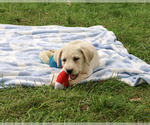 Randy - Male Labrador Retriever Puppy for Sale - Photo #5