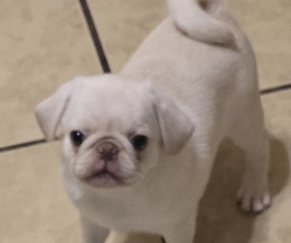 Medium Photo #8 Pug Puppy For Sale in KERNERSVILLE, NC, USA
