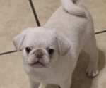 Small #7 Pug