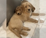 Small Photo #2 Goldendoodle Puppy For Sale in NORTH MIAMI BEACH, FL, USA