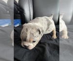 Small Photo #7 English Bulldog Puppy For Sale in RICHMOND, VA, USA