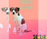 Small #1 Lab-Pointer